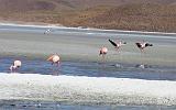 BOLIVIA 2 - Ruta de Las Joyas - Laguna Hedionda - Flamencos - 12